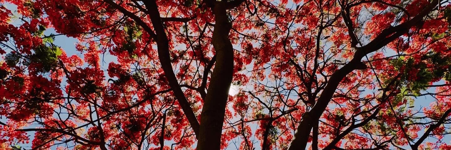 hamilana's profile banner image