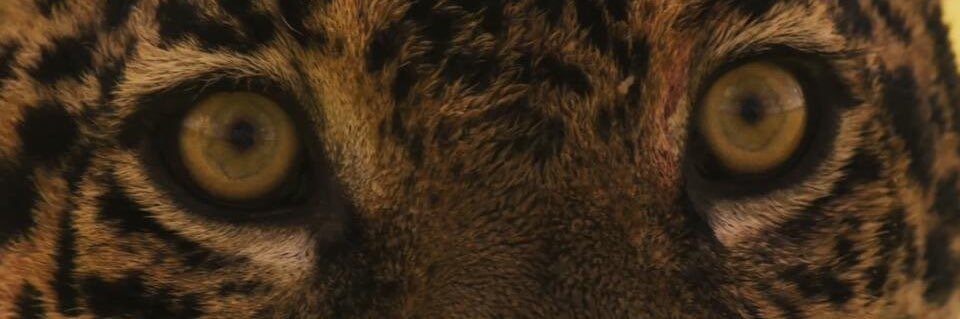 JacovassiM's profile banner image
