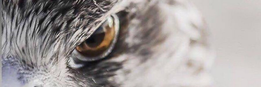 HM3FH's profile banner image