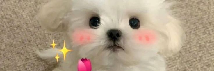 Yuqi banner