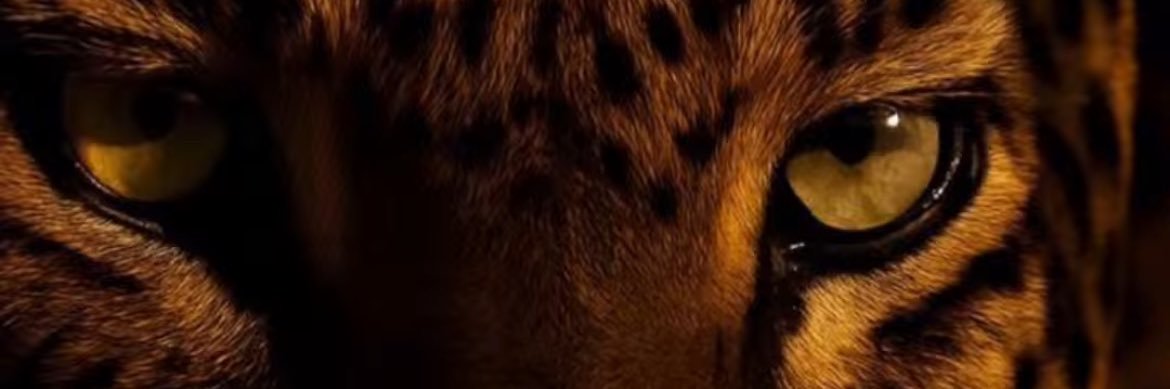 erilobur's profile banner image