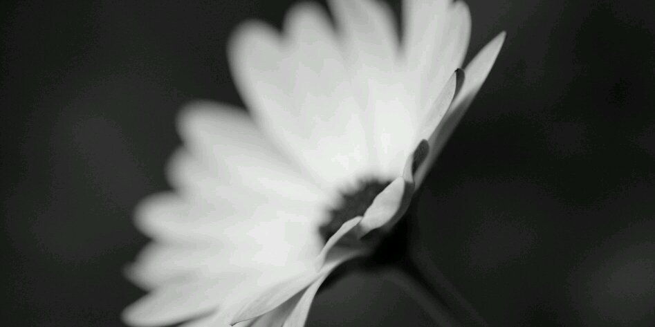 laama_j's profile banner image
