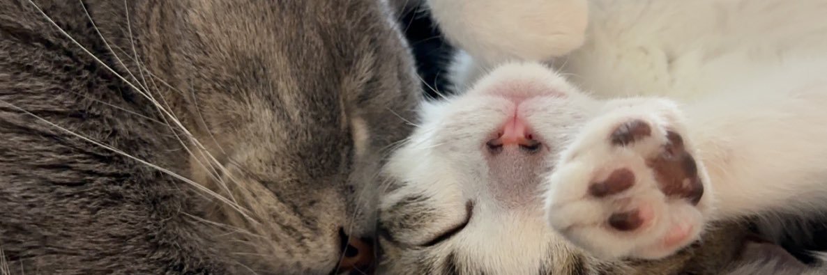 KimballDestin's profile banner image