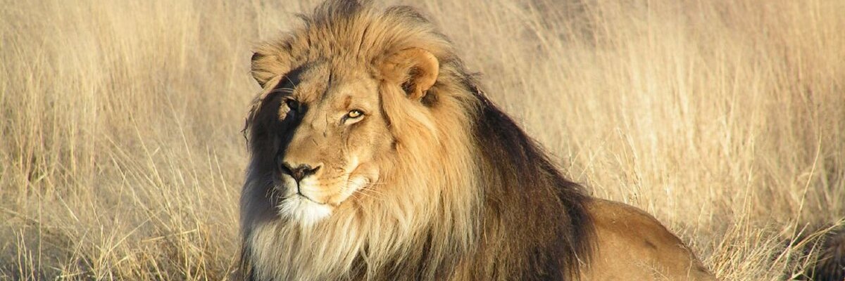 SaloneFus's profile banner image