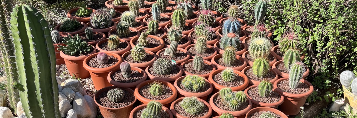 Chilling Cactus banner