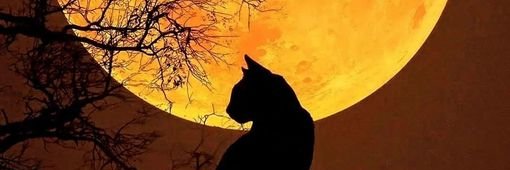 Spency et les chats de l'au-delà 🐾🖥️🍾🥂🇨🇭🇫🇷 banner