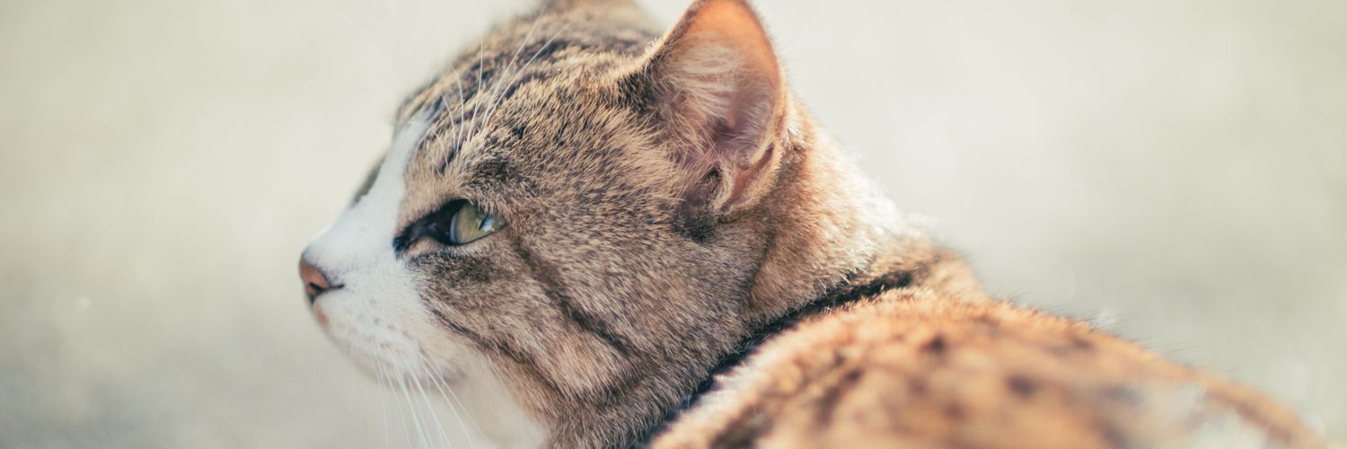Mishima_nco's profile banner image
