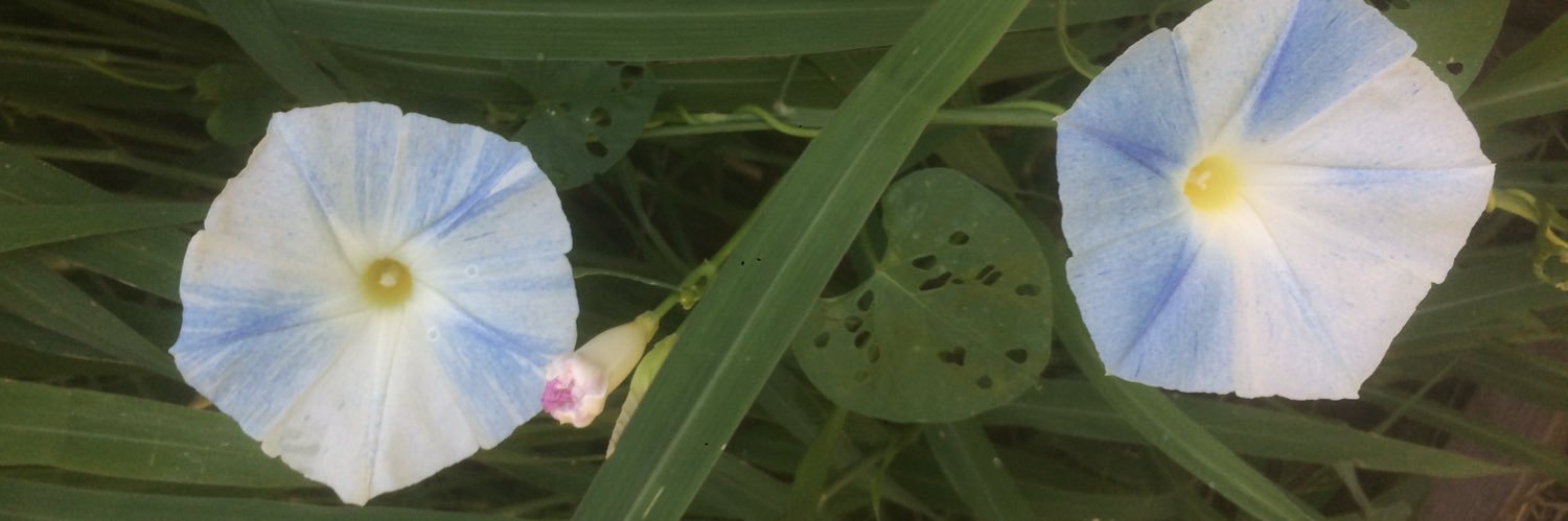 Theseedbeader's profile banner image