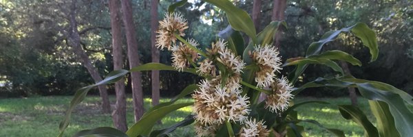 carolyncaf Profile Banner