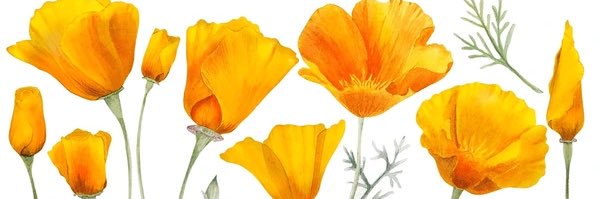 Caitlin Francis's banner
