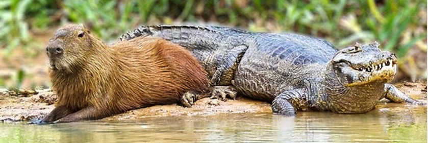 Capybara_LN's profile banner image