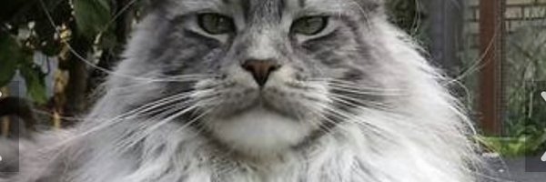 KokkilaVal36259 Profile Banner