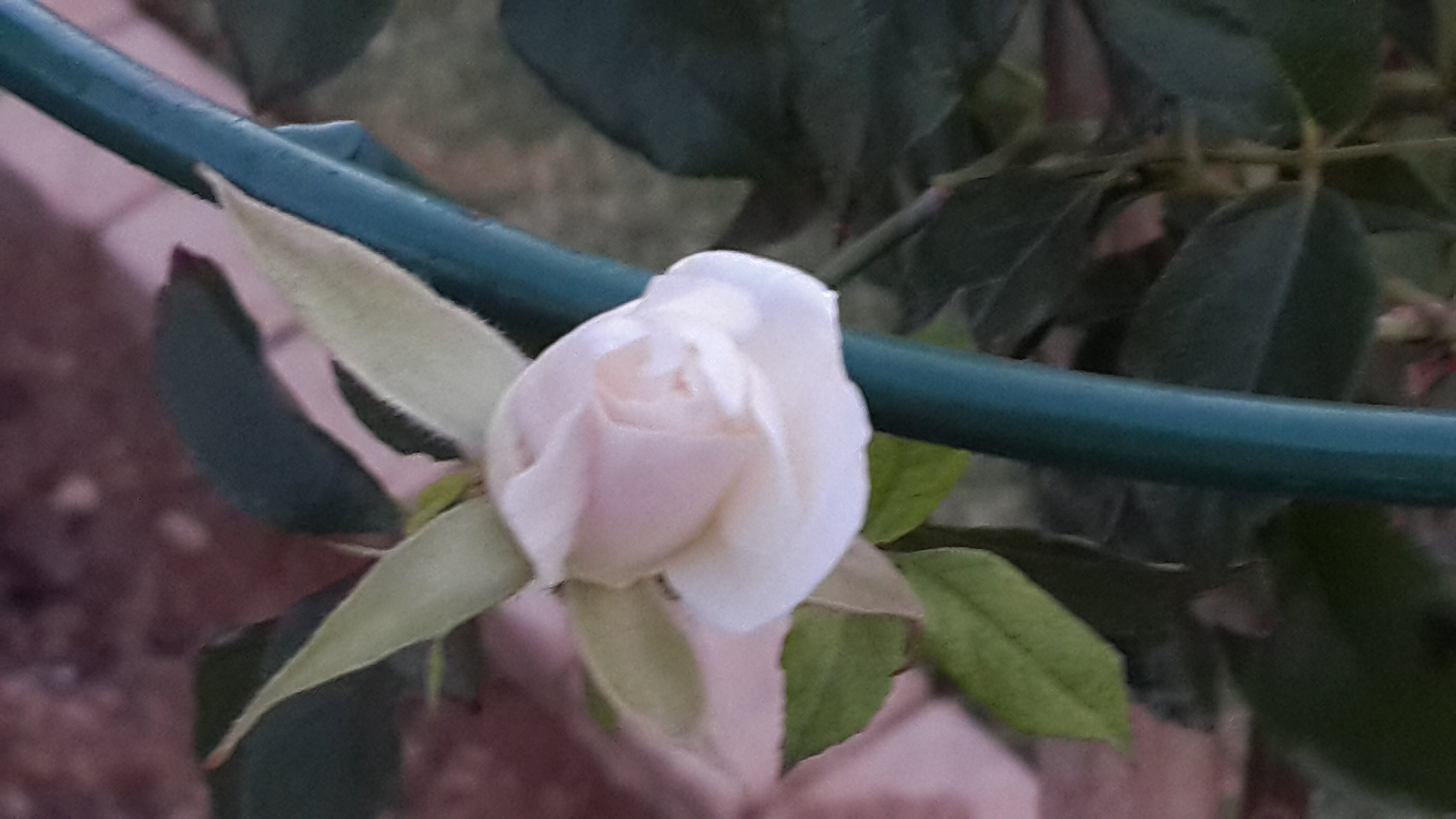 SimoneCornelis2's profile banner image