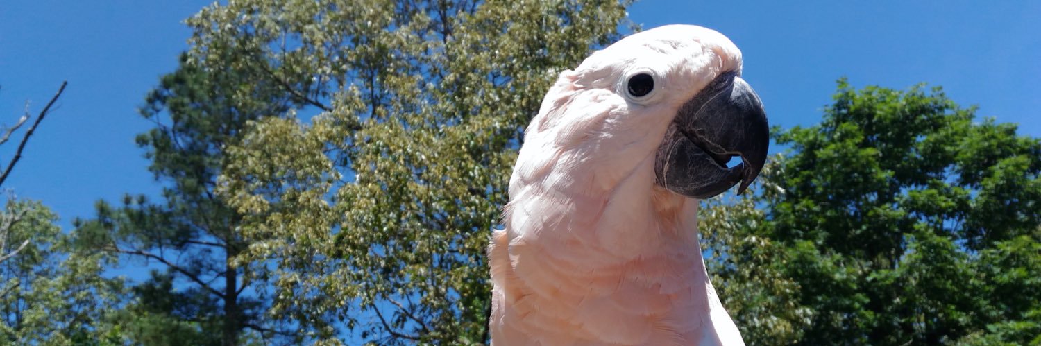 🏴🇵🇸StraightOuttaSwampton ™ 🇵🇸🏴 banner