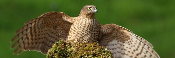goshawk2 Profile Banner