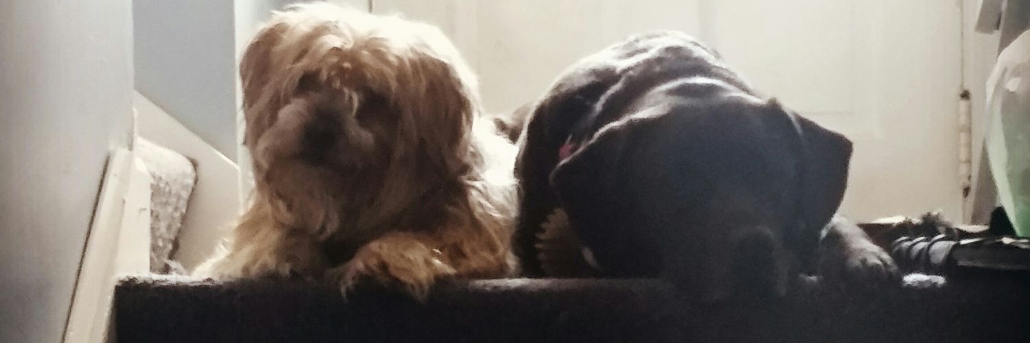 sweetdayla's profile banner image
