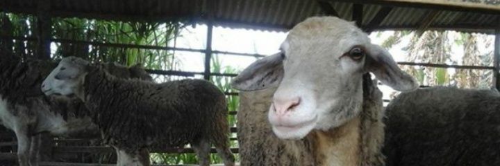iarahmiii's profile banner image