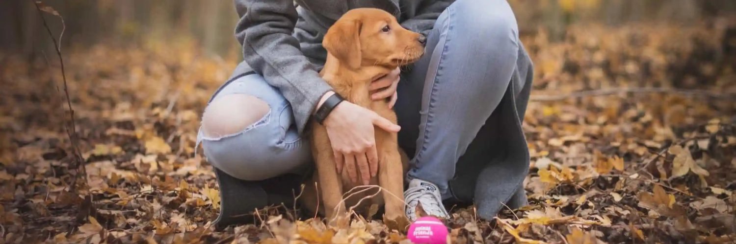 France Petsitters banner