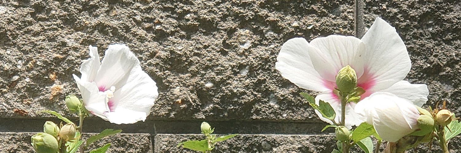 y24653's profile banner image
