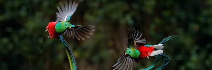 𝓝𝓲𝓽𝓻𝓸 (自由なパレスチナ🍉) banner