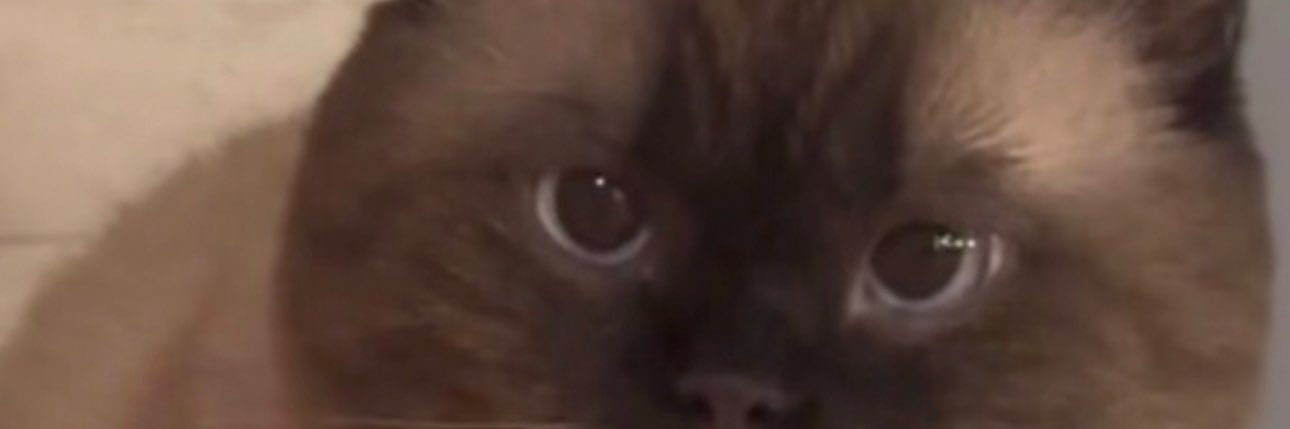 spsquarepants's profile banner image