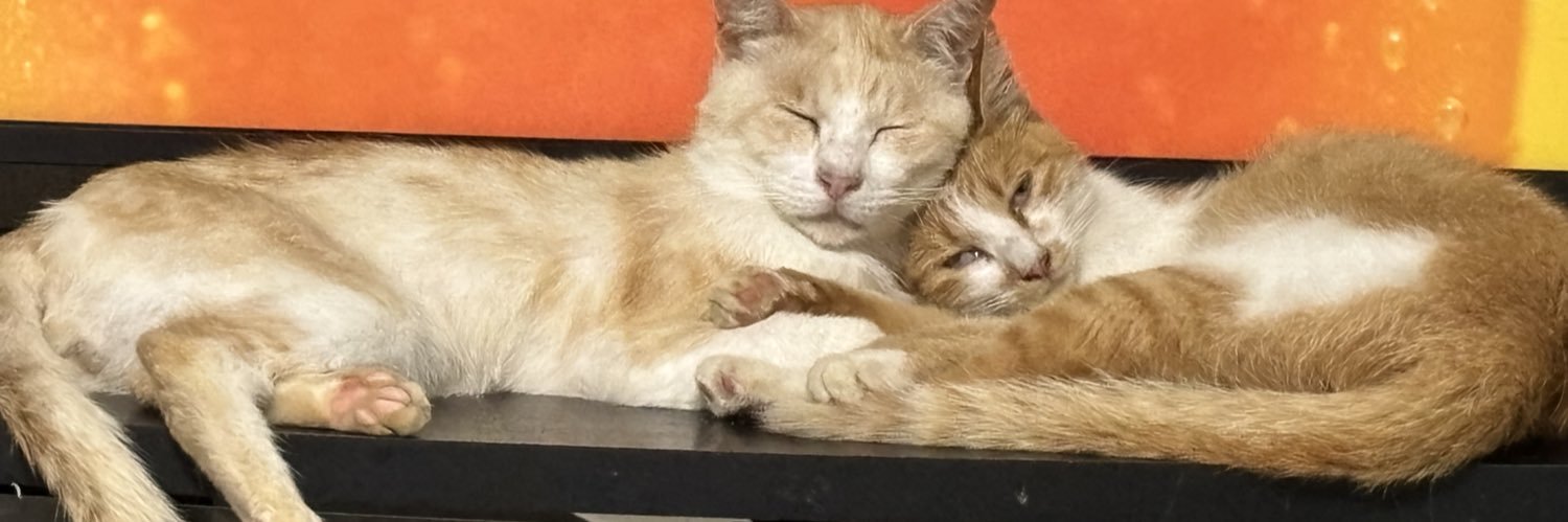 はる しまねこ banner