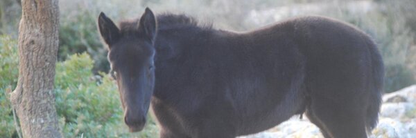 ORMA_68 Profile Banner