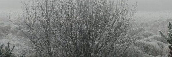 Tree_Folklore Profile Banner