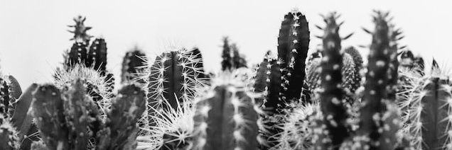 Cactus Noir banner