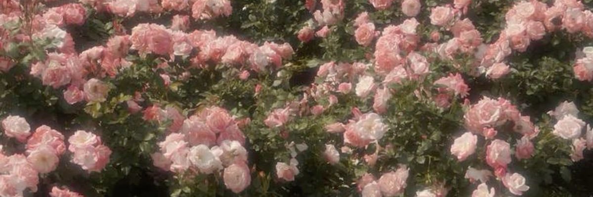 🖤 banner