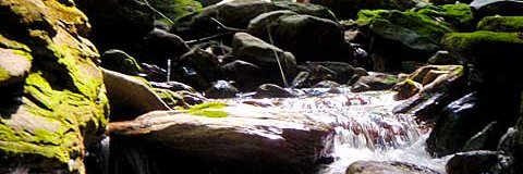 Troutphisher banner