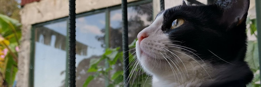 vcalderonl's profile banner image