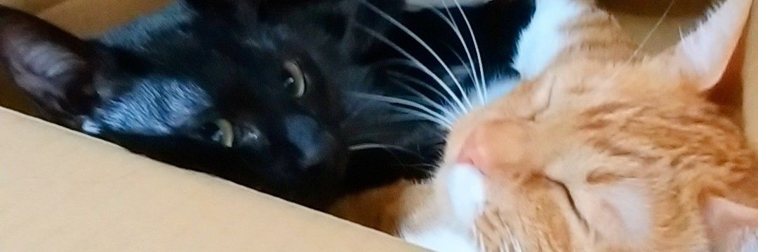 dolviva_cats's profile banner image