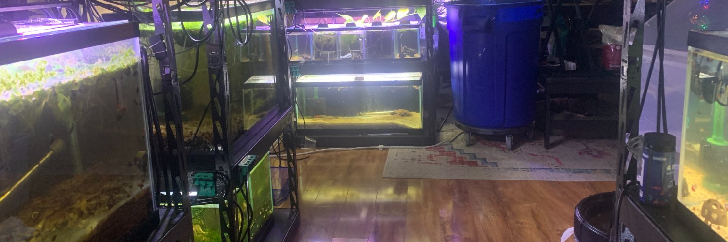 Brenton’s Fish banner