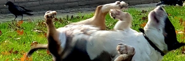 JokeKowalc20792 Profile Banner