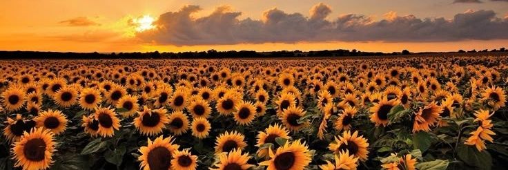 &|-|®€€ 🇮🇳 banner