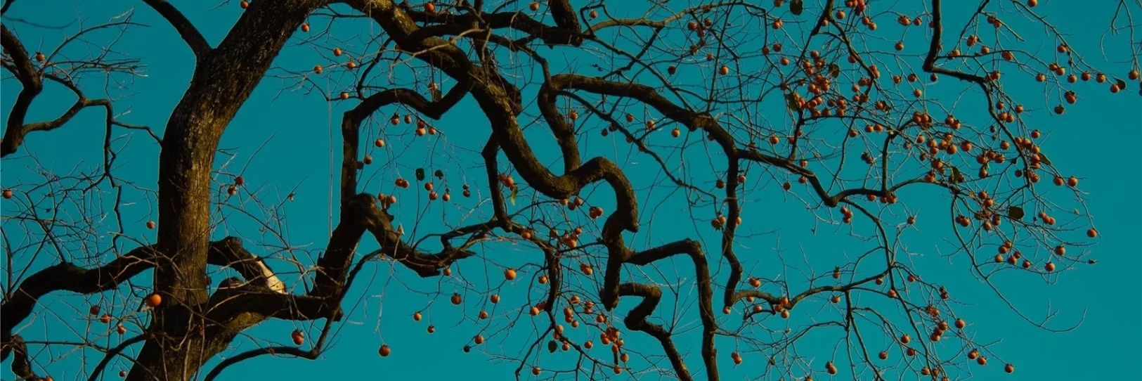 Guhuan77's profile banner image