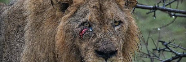 grrr112377 Profile Banner