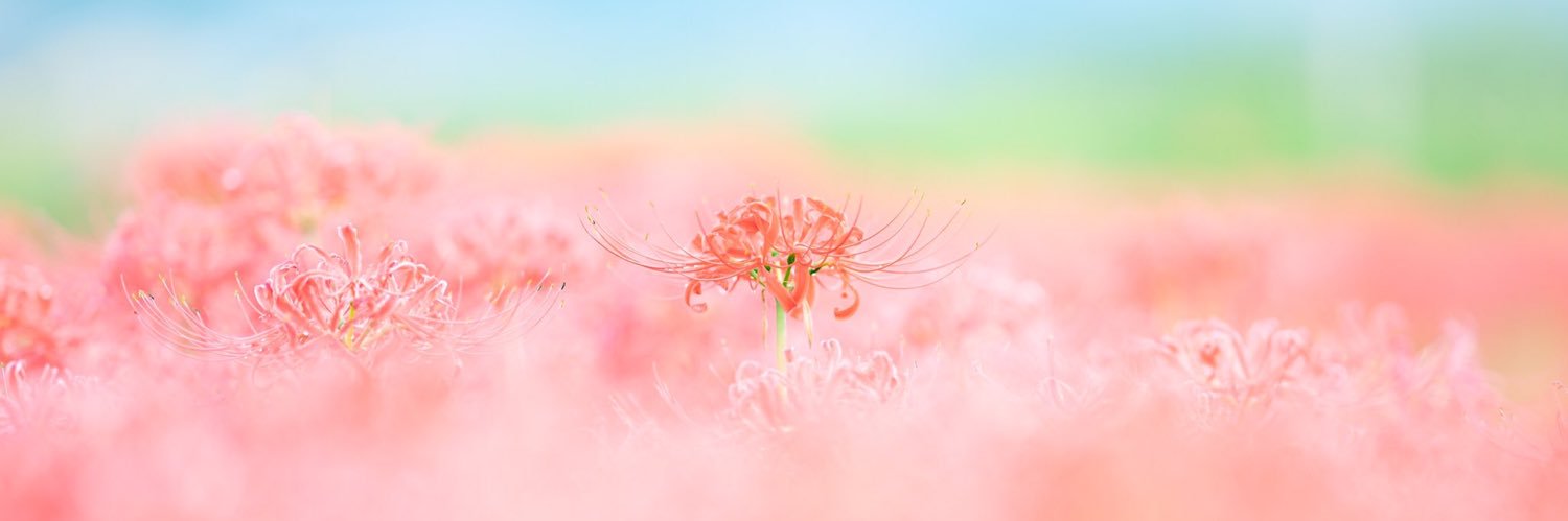 mtppnkw's profile banner image