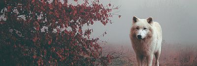 JSirius_Potter's profile banner image