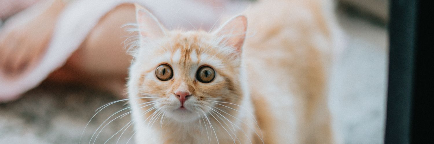 Franzeska Edelyn banner