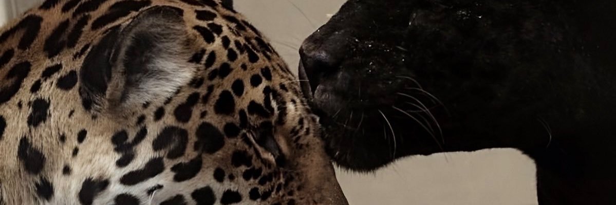 iix_y6's profile banner image