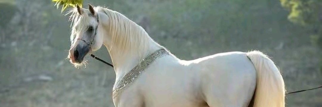 زهرة الكادي banner