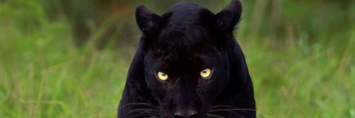 DenizBALIK3's profile banner image