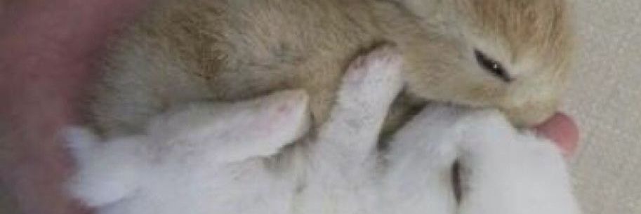 prey animal's banner