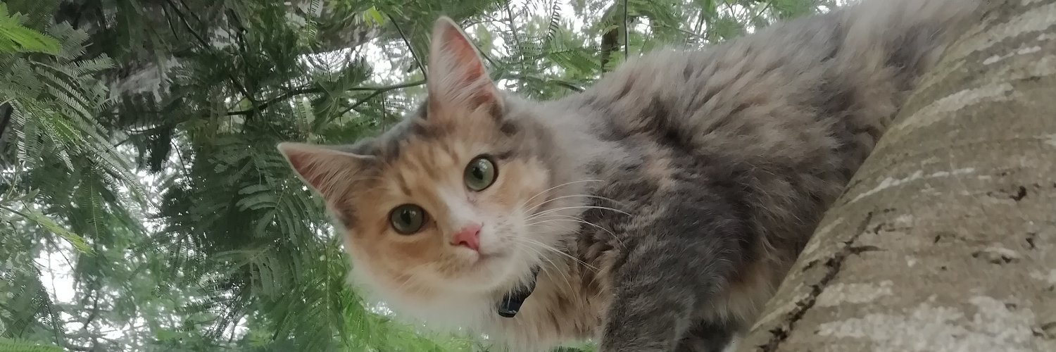 SofClar's profile banner image