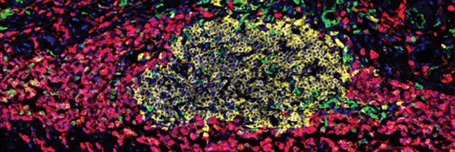 Ferrero Laboratory banner