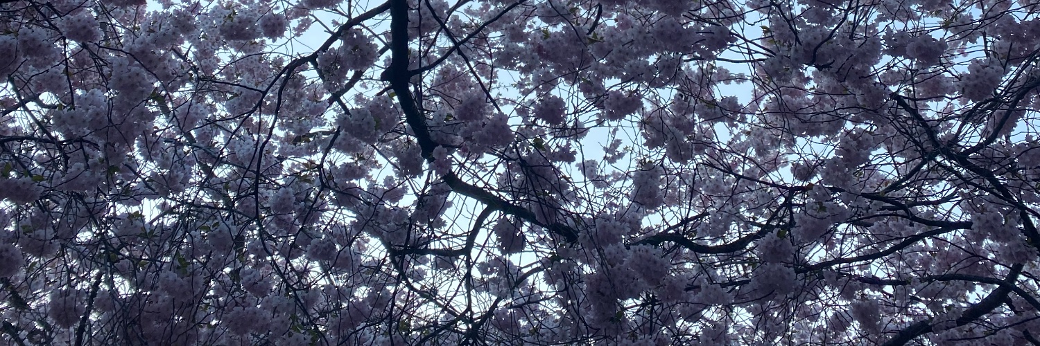 Lauren McGuinness banner