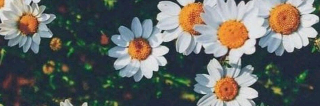 DaianePauli's profile banner image