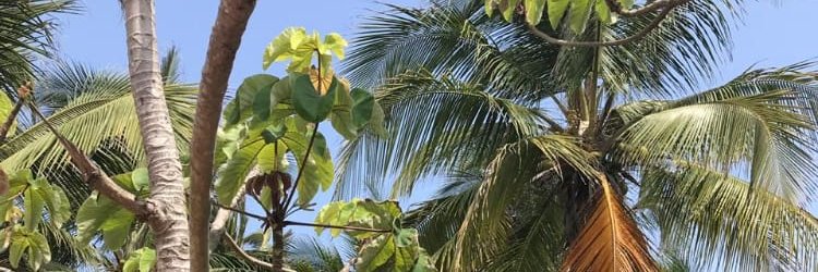 Yasmi_Millan's profile banner image